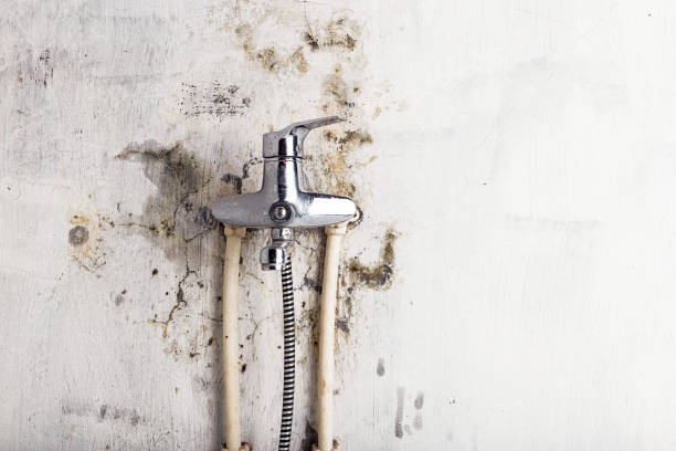 Best Toxic Mold Removal  in St Croix Falls, WI
