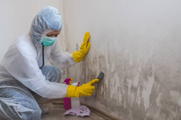 St Croix Falls, WI Mold Removal Company