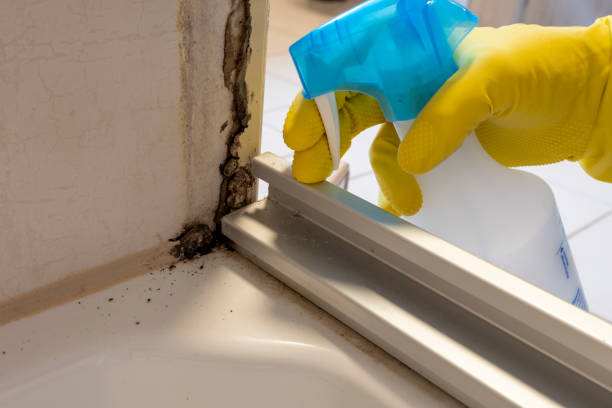Best Local Mold Removal Service  in St Croix Falls, WI