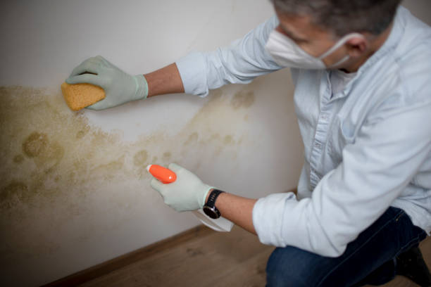 Best Professional Mold Removal  in St Croix Falls, WI