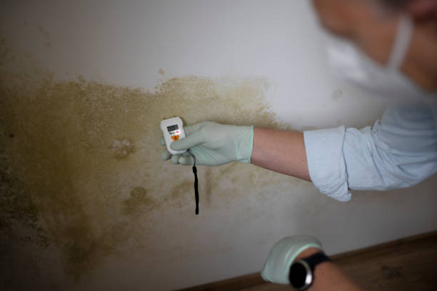 Best Black Mold Removal  in St Croix Falls, WI