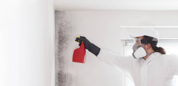 Best Mold Remediation  in St Croix Falls, WI