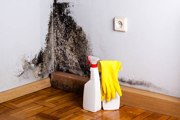 Office Mold Removal Services in St Croix Falls, WI