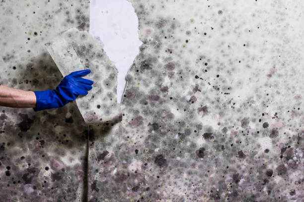 Best Home Mold Removal  in St Croix Falls, WI