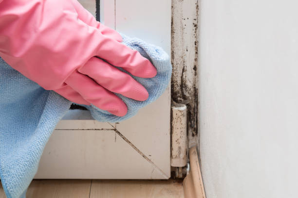 Attic Mold Removal in St Croix Falls, WI