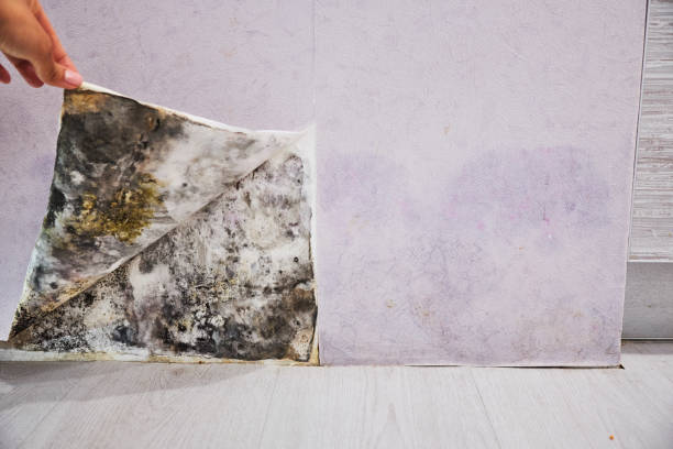 Best Commercial Mold Removal  in St Croix Falls, WI
